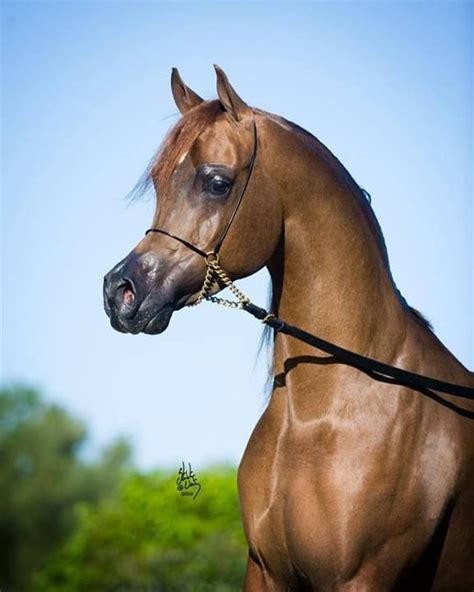 vervaldee arabian stallion versace|Aj Rafiq .